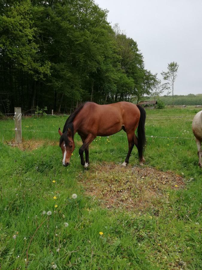 スベンボーTankefuld Living'S Horsefarmアパートメント エクステリア 写真